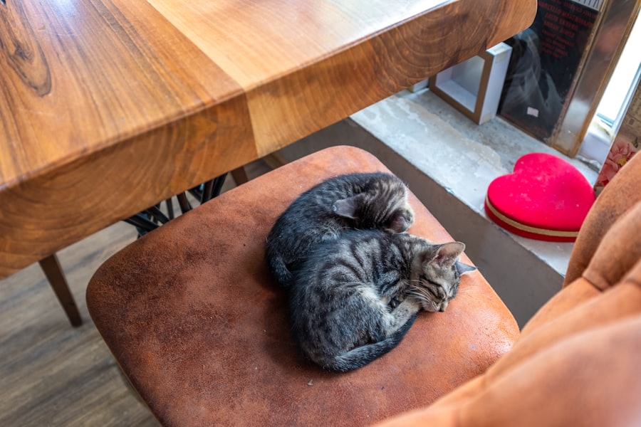 椅子の上で寄りそって眠る2匹の子ねこ