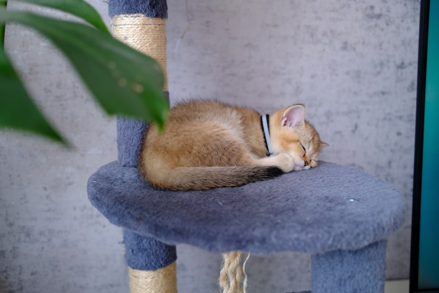 キャットタワーの上でお昼寝する茶色の子ねこ