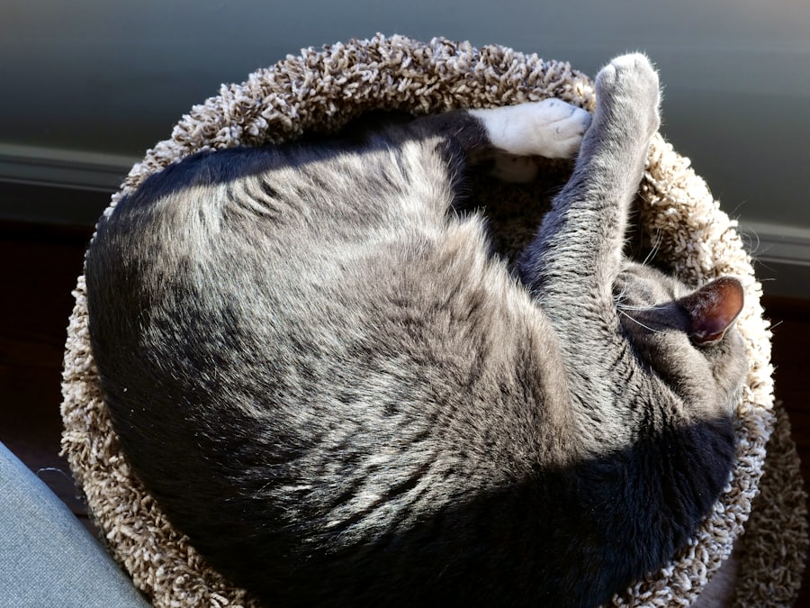 ひなたのベッドで丸まって眠るねこ