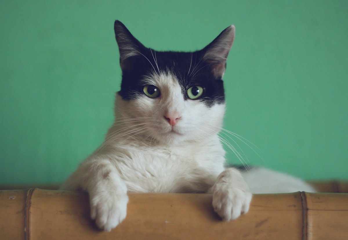 こちらを見つめる白黒のねこ