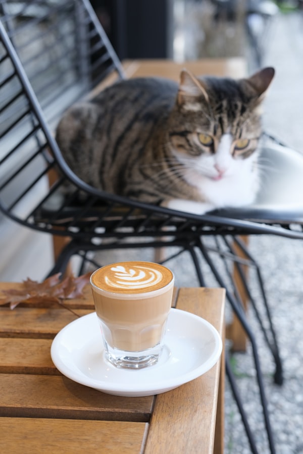 ラテアートのカフェラテと奥でくつろぐねこ
